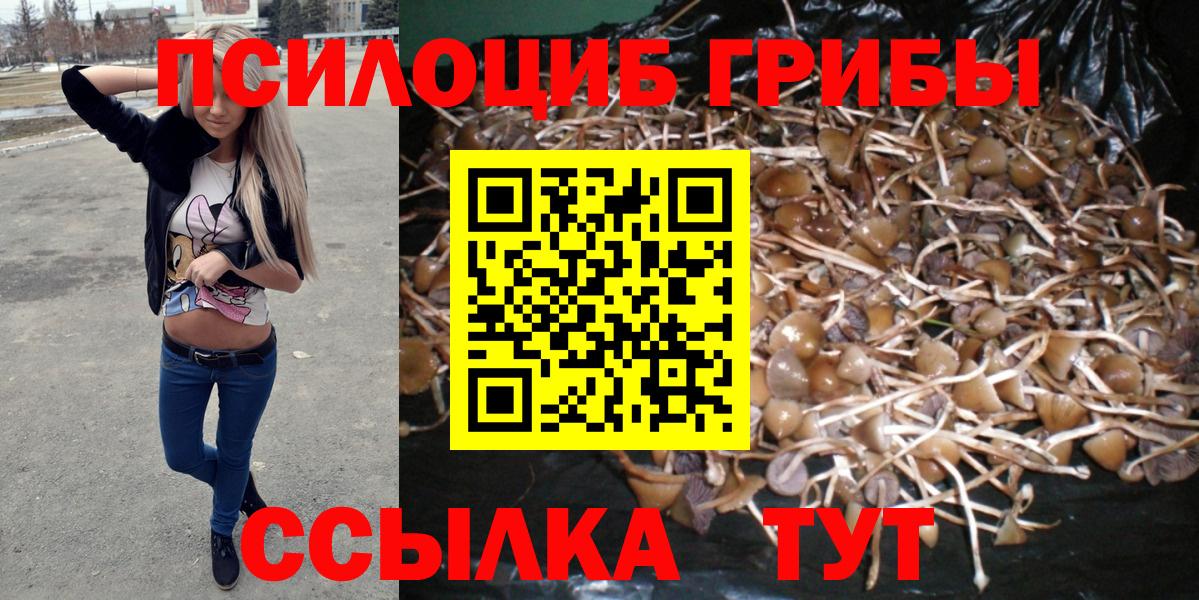 наркотики  Псилоцибиновые грибы Psilocybe  Пенза  Псилоцибиновые грибы прущие грибы 